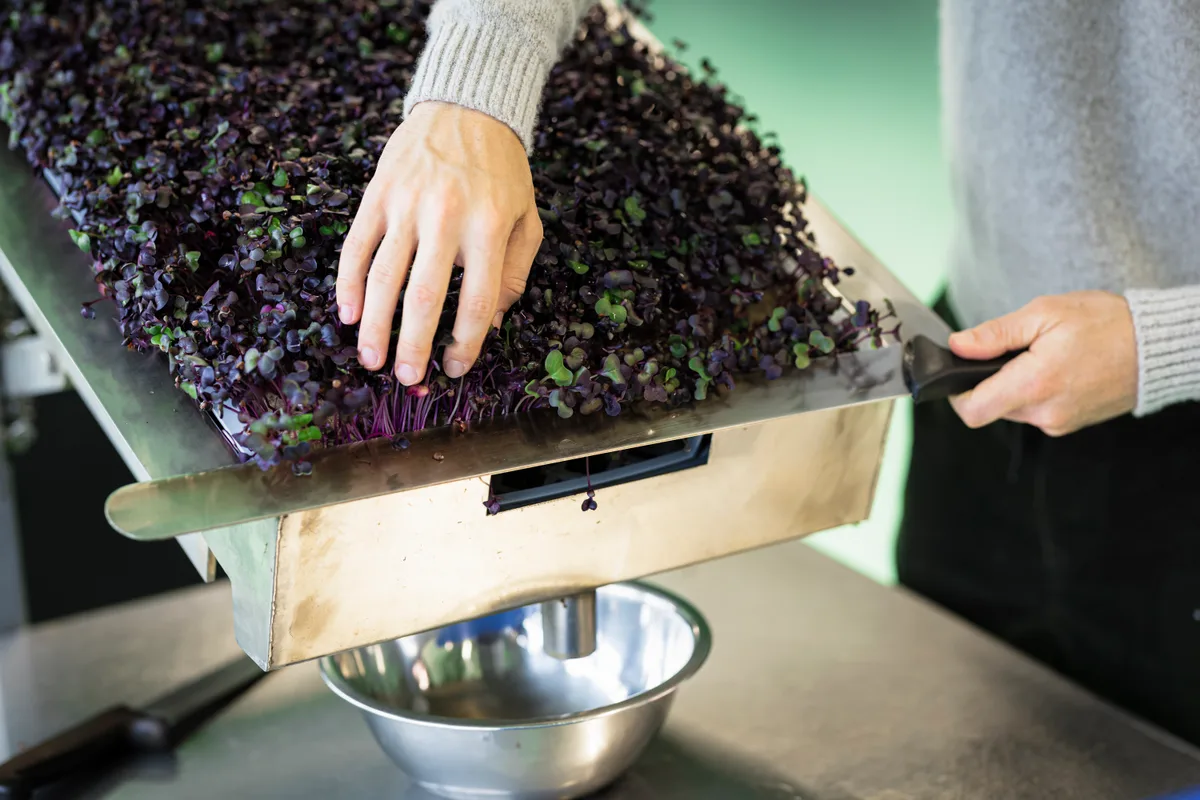 Ein Messer setzt an, um die Microgreens mit einem Schnitt vom Substrat zu trennen.